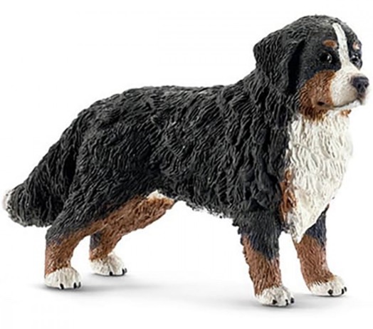 16397 bouvier bernois femelle