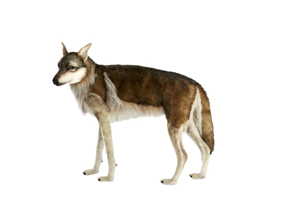 Hansa peluche geante  Loup 4 Pattes 105cmL