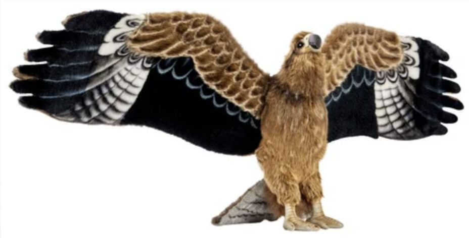 Aigle d Australie 35cmH - 85cmL