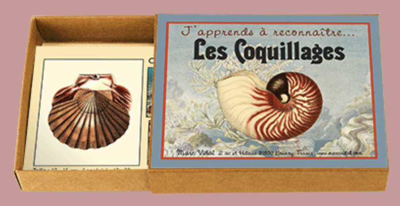 J apprends a reconnaitre - les coquillages